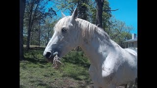 США. Америка. Лошадиная ферма 1 . Разведение лошадей. Конный завод.