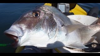 Jumbo Porgy Fishing on Jigs