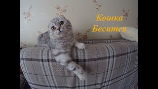 ? Кошка Бесится Одна Дома ?Смешная Шотландская Вислоухая Кошка Хлоя