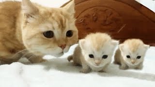 「猫かわいい」 すごくかわいい子猫 - 最も面白い猫の映画 #221