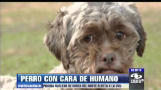 El perro con cara de humano sigue a la espera de quién lo adopte - 12 de febrero 2013