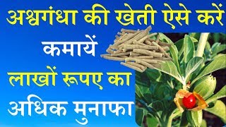 अश्वगंधा की खेती ऐसे करें और कमायें लाखो रूपए रूपए का अधिक मुनाफ़ा || Ashwagandha Farming High Earnin