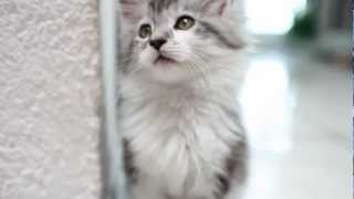 Funny Maine Coon Baby Cats