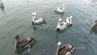 Los pelícanos del muelle de Ancon SEA PELICAN  PET AT THE BEACH