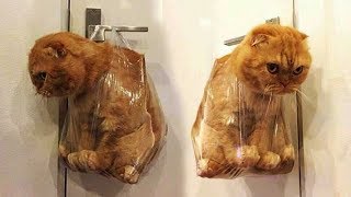 Cute is Not Enough - Funny Cats and Dogs Compilation #91