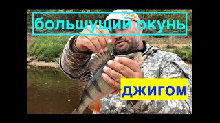 Отборный окунь . До 1 кг.  осень 2018