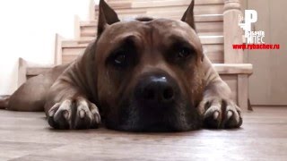 Пёс чётко разбирается в еде! Любит пельмешки! Гурман короче)) [Рыбачёв и Пёс ЭПИЗОД 2]