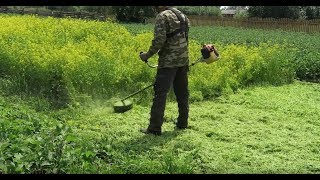 Горчица белая на сидераты