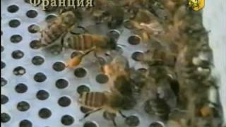 10-2 http://beejoy.ru/ - Семинар Пчеловодов (октябрь 2008 г )