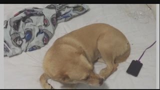 Dog abuse posts land Cape Coral boy in hot water