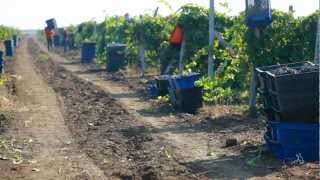 SATERA wines сезон 2011