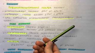 Билет 095. МЫШЦА КАК ОРГАН. КЛАССИФИКАЦИЯ МЫШЦ. ВСПОМОГАТЕЛЬНЫЙ АППАРАТ МЫШЦ.
