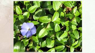 Барвинок малый (Vinca minor)