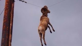 Бешеный баран часть 2 приколы