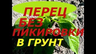 ПЕРЕЦ БЕЗ ПИКИРОВКИ ВЫСАЖЕН ИЗ УЛИТКИ СРАЗУ В  ГРУНТ ! ОБЗОР 3 ИЮНЯ 2017