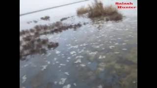 Охота на утку и гуся 2015 г .