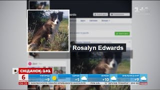 Цуценя бордер-колі влаштував сюрприз своїм господарям