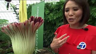 Rotting flesh! Moldy socks! Fans flock to see, smell corpse flower in bloom
