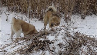 Охота с лайками. Продолжаем натаску.