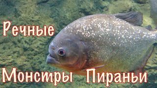 Самые опасные хищные рыбы. ПИРАНЬИ. РЕЧНЫЕ МОНСТРЫ.
