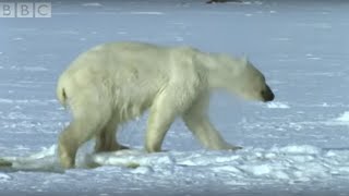 Polar Bear Hunts Beluga Whales | Blue Planet | BBC