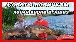 Ловля крупного карпа в завоз с корабликом Дельфин  Советы новичкам
