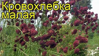 Кровохлебка малая. Краткий обзор: Кровохлебка малая описание характеристик, где купить саженцы