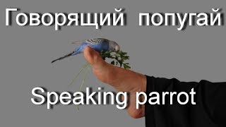 Говорящий волнистый попугай Кеша Speaking parrot