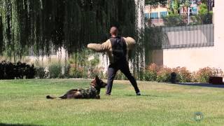 ATF Tactical K-9 Demo