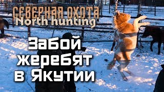 Забой жеребят в Якутии
