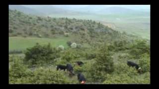 Σεγκούτσι Ιταλικά σε Εκπαίδευση και Ξεφώλιασμα segugi.gr