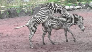 Amazing animal. Mystery of life