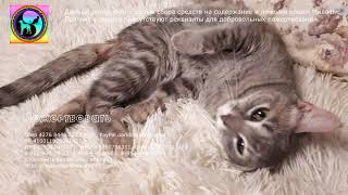 Почему кошка осталась инвалидом навсегда и что делают волонтеры the cat needs help