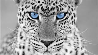Охотник за головами клиентов на вашем сайте - callbackhunter