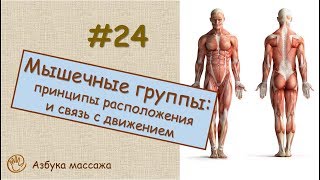Мышечные группы: принципы расположения и связь с направлением движений | Урок 24 | Уроки массажа