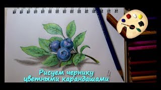 рисуем веточку с черникой(Цветными карандашами)