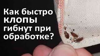 Как быстро клопы гибнут после обработки
