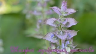 Шалфей мускатный, настоящий лекарь. Настойка спиртовая