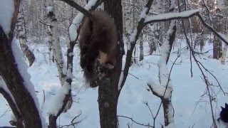 Будни охотника на куницу с лайками.
