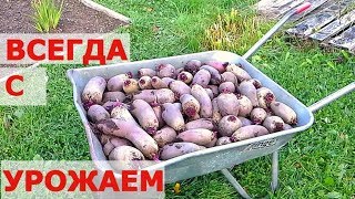 КАК ВЫРАСТИТЬ СВЕКЛУ - ОТ СЕМЯН ДО УРОЖАЯ