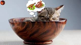 KEDİ MIRLAMASI, KEDİ MIRILTISI, RAHATLATICI UYKU MÜZİĞİ GERÇEK KEDİ SESİ HAPPY CAT PURRING CAT PURRS