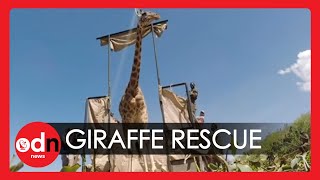 Dramatic Moment as Rare Giraffe is Rescued From Flooded Island Surrounded by Crocodiles
