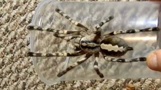 Poecilotheria fasciata