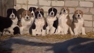 Маленькие дракончики 2016г."Ак-Нуккер" /SALE/+79272626333