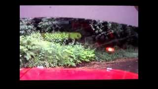 Caerwent escort mk2 2012 crash