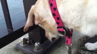 蟹VS犬〜どちらが賢いか？