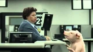 GEICO Commercial - DMV Pig's Identification Photo - AdsYo!