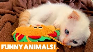 Funniest Pets & Animals of the Week | Funny Pet Videos