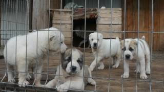 Продаются щенки питомника сао Гарджи Хан