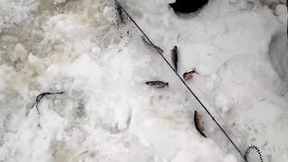 ЛОВЛЯ ЖИВЦОВ ЗИМОЙ НА КОСЫНКИ.ЖИВЕЦ ГОЛЬЯН.ЧАСТЬ 2